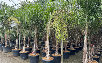 arecastrum nowffianum